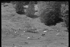 1881_ Cattle grazing rocky hillside, probably Lowell , Vermont