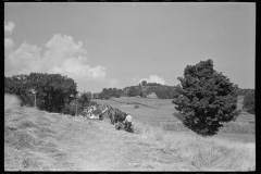 1883_Mowing hay on tricky sloping ground , unknown location