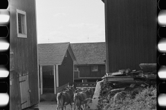 1888_Possibly cows returning for milking , farm and location unknown