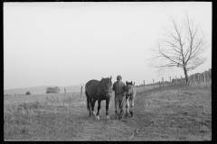 1895_Young farmer with horse and foal , unknown farm or location