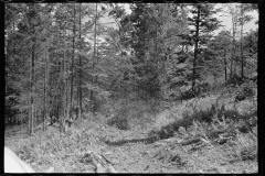 1896_possibly retrieving timber with horse ,probably Vermont