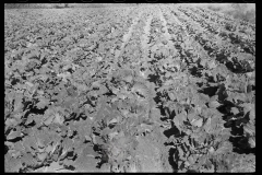 1934_ Rows on cabbages , possibly Newport News Homesteads ,Virginia