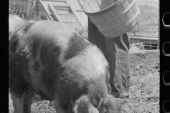 1981_Feeding pigs corn  , Scioto Farms, Ohio