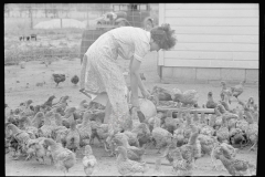 2009_Feeding the chickens , Wabash Farms, Indiana