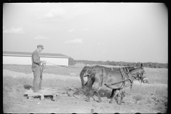 2019_Possibly levelled land with a pair of mules. unknown farm and  location