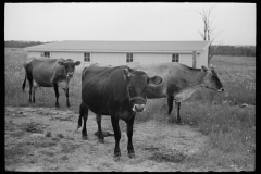 2031_3 cows grazing outside unknown new building , unknown location