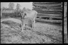 2065_Cow with calf , Hale county ,Alabama