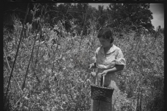 2091_Rehabilitation client picking English peas on farm near Batesville, Arkansas