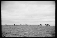 2163_Preparing the fields by horse, for spring planting, North Carolina