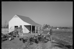 2237_Zeb Atkinson with chickens, his homestead,  Penderlea Farms, North Carolina