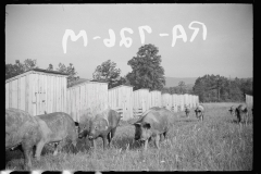 2272_Pig farming, Tygart Valley, West Virginia