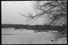 2321_Sand covering grass, Freeport , The Desert of Maine