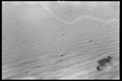 2324_Sand covering grass, Freeport , The Desert of Maine