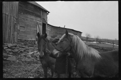 2344_Resettlement worker with horses , Kingston, New York, Ulster County,