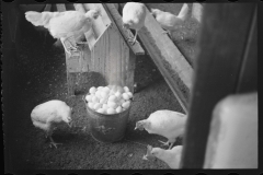 2373_Chickens , the Jewish poultry cooperative at Liberty, New York