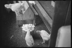 2374_ Chickens , the Jewish poultry cooperative at Liberty, New York