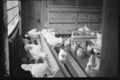 2375_ Chickens , the Jewish poultry cooperative at Liberty, New York