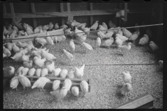 2376_Chickens , the Jewish poultry cooperative at Liberty, New York