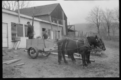 2379_ Cart removing chicken manure f rom the Jewish poultry cooperative, Liberty, New York