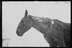 2436_Neglected horse owned by rehabilitation client, Jackson County, Ohio