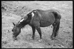 2443_Neglected horse owned by rehabilitation client, Jackson County, Ohio