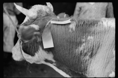 2539_ Cattle for judging , the far, Albany , Vermont