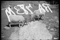 2540_Sheep on farm near North Troy , Orleans County, Vermont