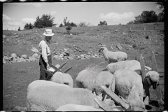 2542_Vermont farmer and sheep , near North Troy , Orleans County .