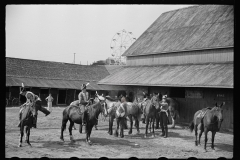 2548_Mounting horses  for display , Morrisville Fair ,  Vermont . Ferris wheel in background