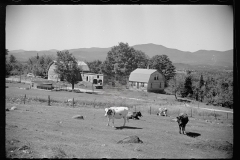 2550_ Some cattle on sheep farm near North Troy , Orleans County, Vermont