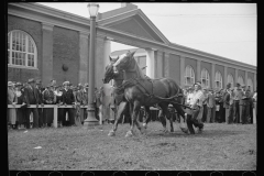 2590_Controlling horses , Eastern States Fair, Springfield, Massachusetts