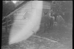 2599_Floyd Burroughs with mule, Hale County, Alabama