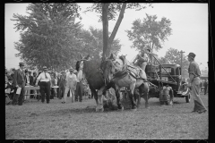 2626_Dynamometer in use,  horse-pulling contest, Eastern States Fair