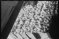 2634_Packing fruit in the packing-house at Fort Pierce, Florida