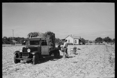 02636_ Loading freshly -harvested celery,   Sanford, Florida