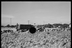 2639_Harvesting celery, Sanford, Florida