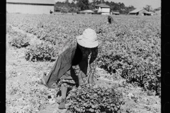 2642__Harvesting celery, Sanford, Florida