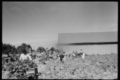 2643_Harvesting celery, Sanford, Florida