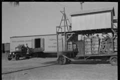 2645_Loading celery, Sanford, Florida