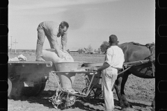 2647_Large quantities of fertilizer being used to grow celery,  Sanford, Florida