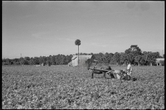 2649_Spreading fertilizer on celery field , by horse,  Sanford , Florida