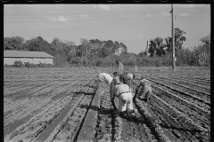 2652_Setting out rows of celery, Sanford, Florida