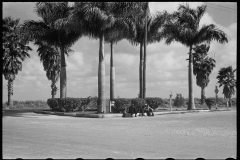 2663_African -American itinerant bean-pickers hitching a ride , Belle Glade , Florida