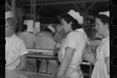 2667_Women workers , many migrant, canning grapefruit ,  Winter Haven , Florida