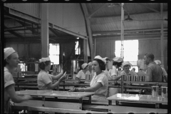 2671_Women workers , many migrant, canning grapefruit ,  Winter Haven , Florida