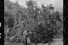 2675_A Florida orange picker. probably a  migrant worker, Polk County, Florida