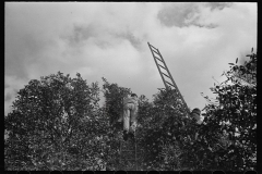 2676_Orange picking , possible migrant workers, Polk County, Florida