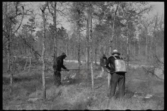 2689_Putting out a small forest fires, Withlacoochee Land Use Project, Florida