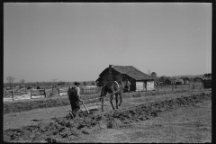 2738_Ploughing by horse at Gee's Bend, Wilcox County, Alabama