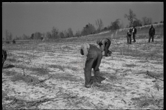 2744_ Planting slash pine, Tuskegee Project, Macon County, Alabama,